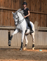 Vente de cheval : Hobby