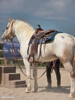 Vente de cheval : KIWI DE LA COMBE