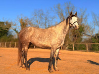 Vente de cheval : Jumanji