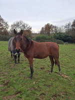Vente de cheval : OSAKA