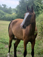 Vente de cheval : ma romance