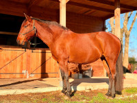 Vente de cheval : Muscaya