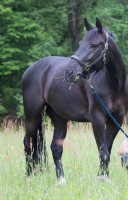 Vente de cheval : Djyn