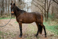 Vente de cheval : Jardel