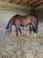 Vente de cheval : Athena de landeves