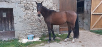 Vente de cheval : Louxor d'Elp�g�re