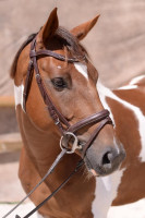 Vente de cheval : EPSON