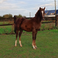 Vente de poney