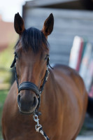 Vente de cheval : Ma Berezina