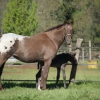 Vente de cheval : Smirnoff Ice du Plantey