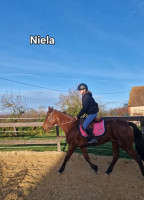 Vente de cheval : Niela de Cana