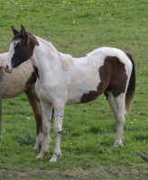 Vente de cheval : Pillywiggin St Maudez