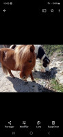 Vente de poney