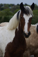 Vente de cheval : Peregrine St Maudez