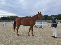 Vente de cheval : Mykonos du lys d�azur 