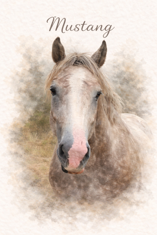 Vente de cheval : Mustang de Noeux
