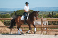 Vente de cheval : Ferrari