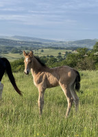 Vente de cheval : Qualista des Teppes