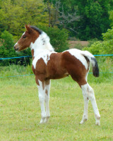 Vente de cheval : Qualinka