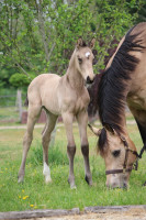 Vente de cheval : Wonderwoman du Plantey