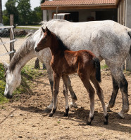 Vente de cheval : Qastille d'Amea