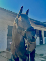 Vente de cheval : Ifigenia