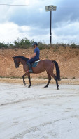 Vente de cheval : IOLDY