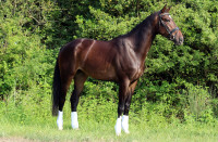 Vente de cheval : Orlando