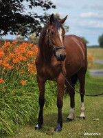 Vente de cheval : NOCEUSE