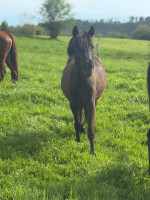Vente de poney