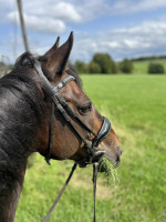 Vente de cheval : Jahiro