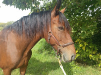 Vente de cheval : Furtiva