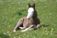 Vente de cheval : QUINTANA NJ PRIMROSE