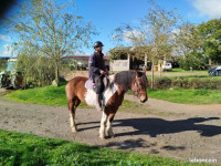 Vente de cheval : Kandy
