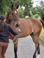 Vente de cheval : LUTIN DU LERRE