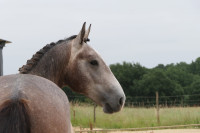 Vente de poney