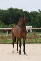 Vente de cheval : Prime Hunter Belally