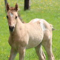 Vente de cheval : Golden Wanagi Chex