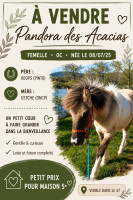 Vente de poney