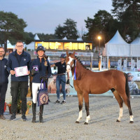 Vente de poney