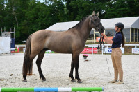 Vente de poney