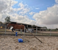 Vente de cheval : MANOLO