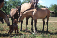 Vente de cheval : Winston du Plantey