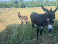 Vente de cheval : qolette 