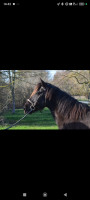 Vente de poney