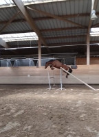 Vente de poney