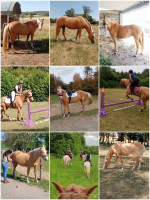 Vente de cheval : Fidji de la Lauze