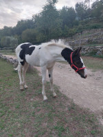 Vente de cheval : Prince