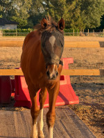 Vente de cheval : Quantico de Beloye 