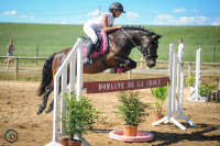Vente de poney